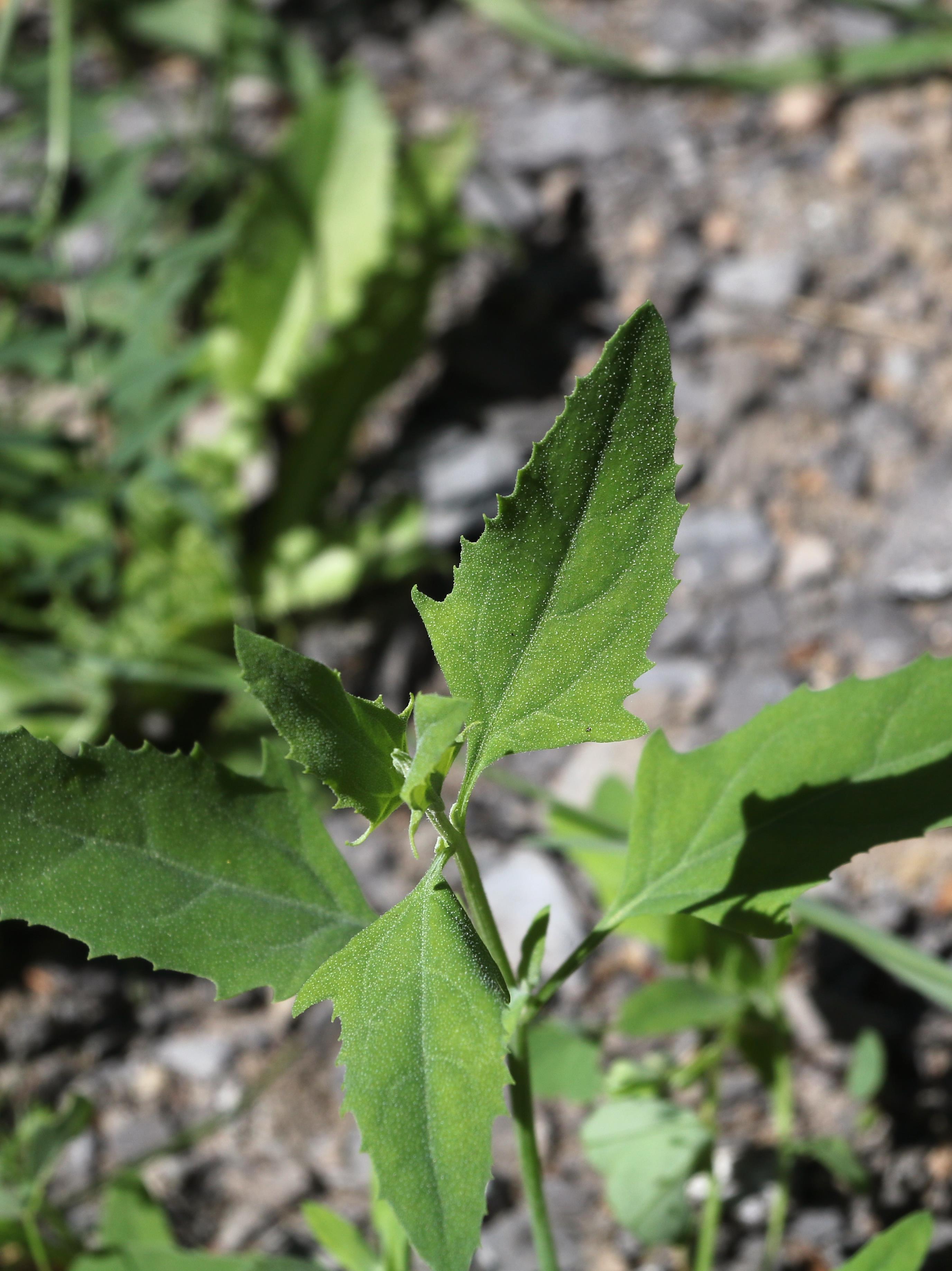 Arroche étalée(Atriplex patula)_22