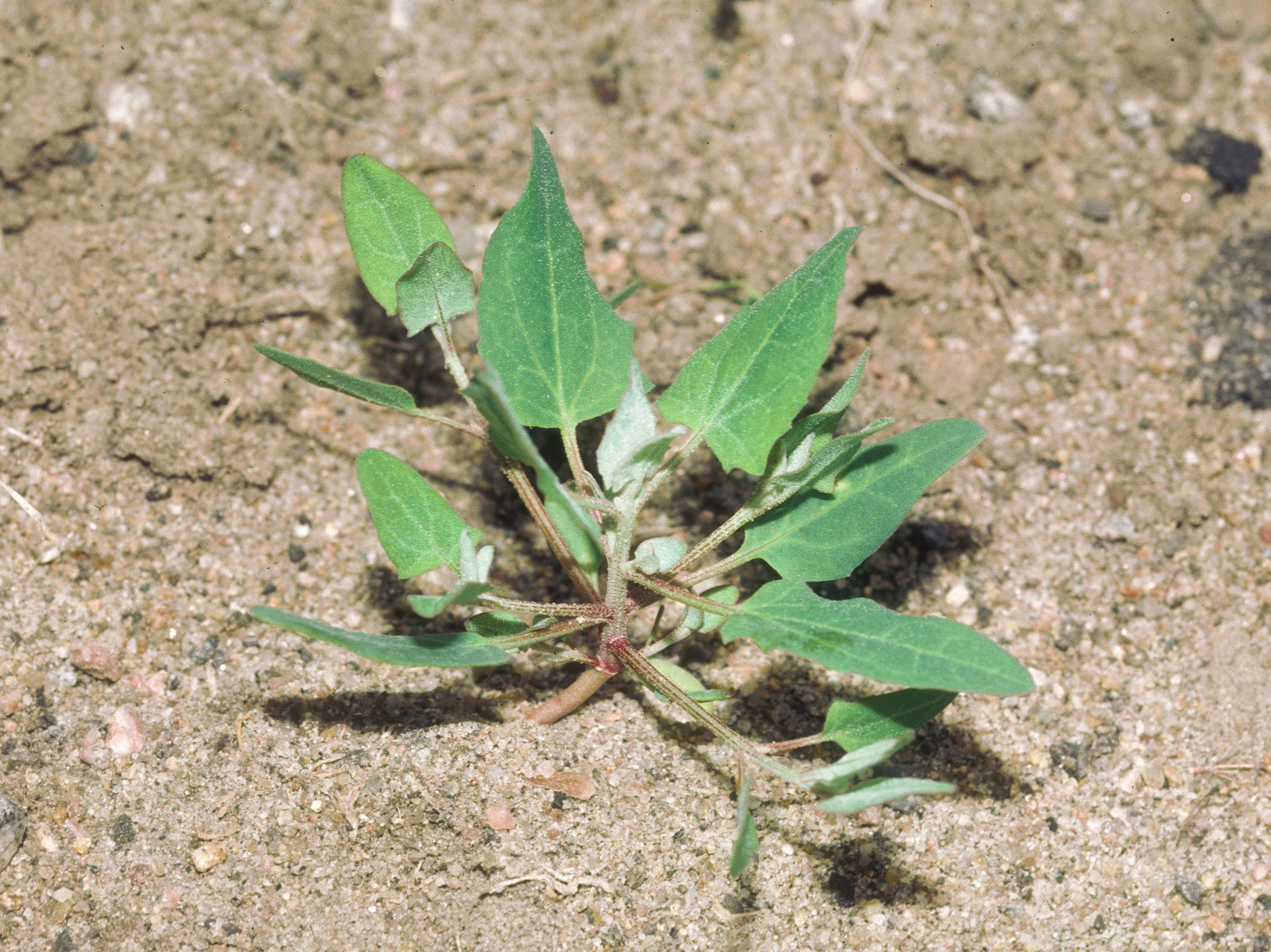 Arroche hastée(Atriplex prostrata)_5