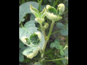 Soya - dicamba (4)_8