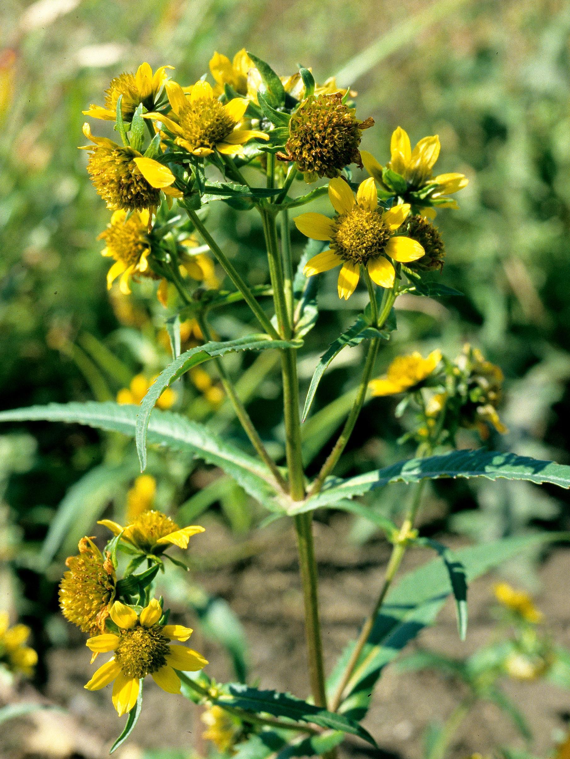 Bident penché(Bidens cernua)_3