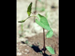 Liseron haies (Calystegia sepium)_3