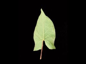 Liseron haies (Calystegia sepium)_13