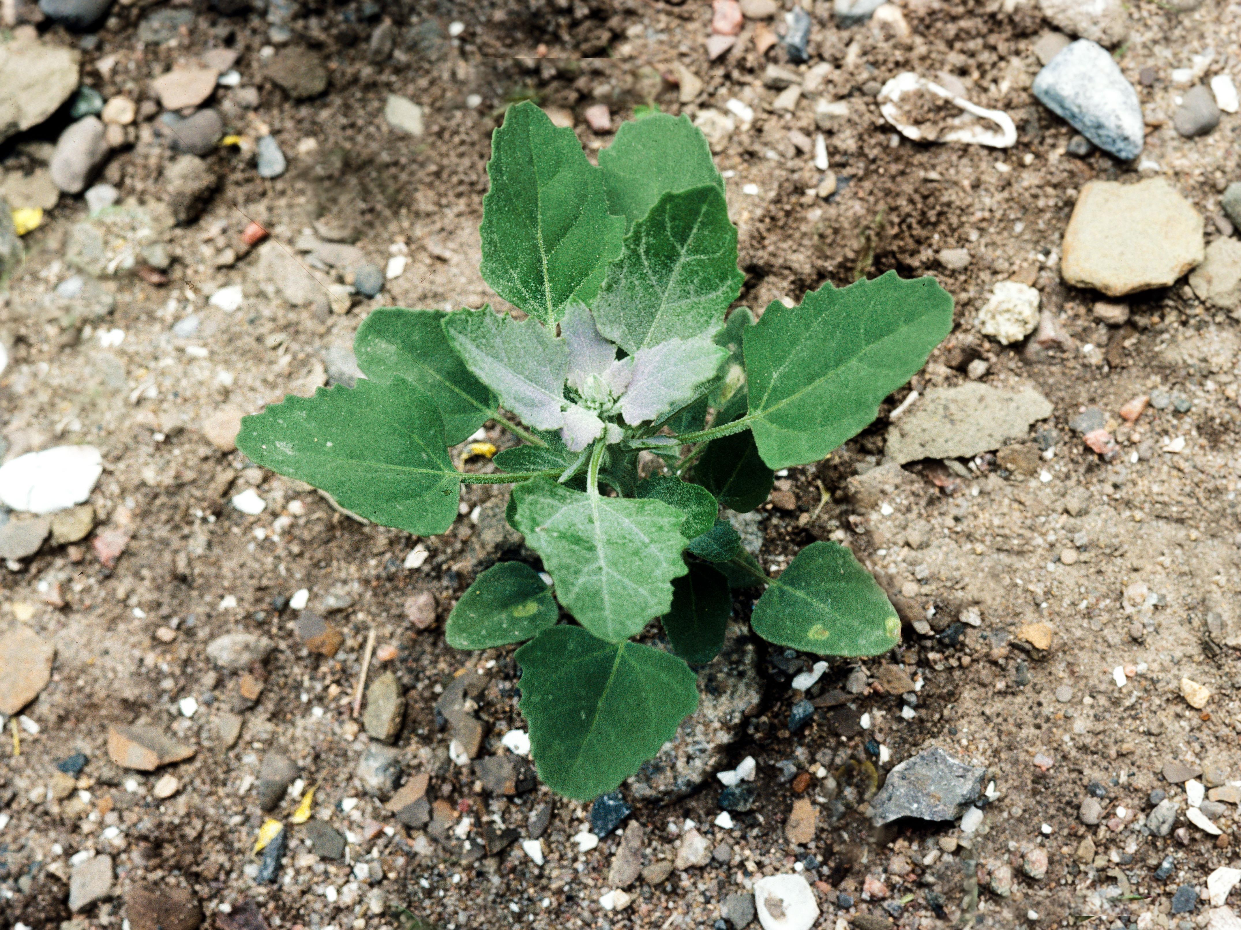 Chénopode blanc(Chenopodium album)_2