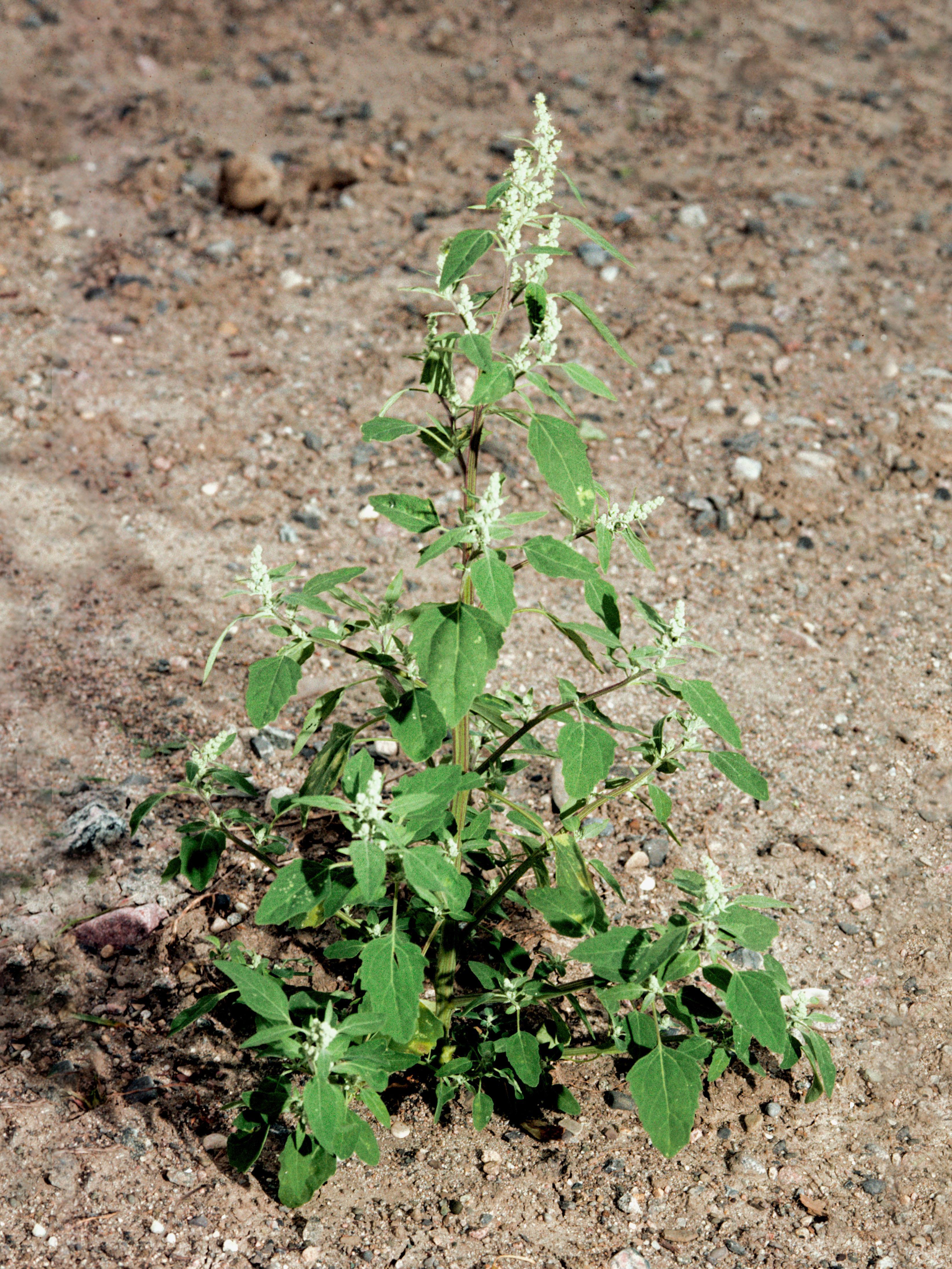 Chénopode blanc(Chenopodium album)_3