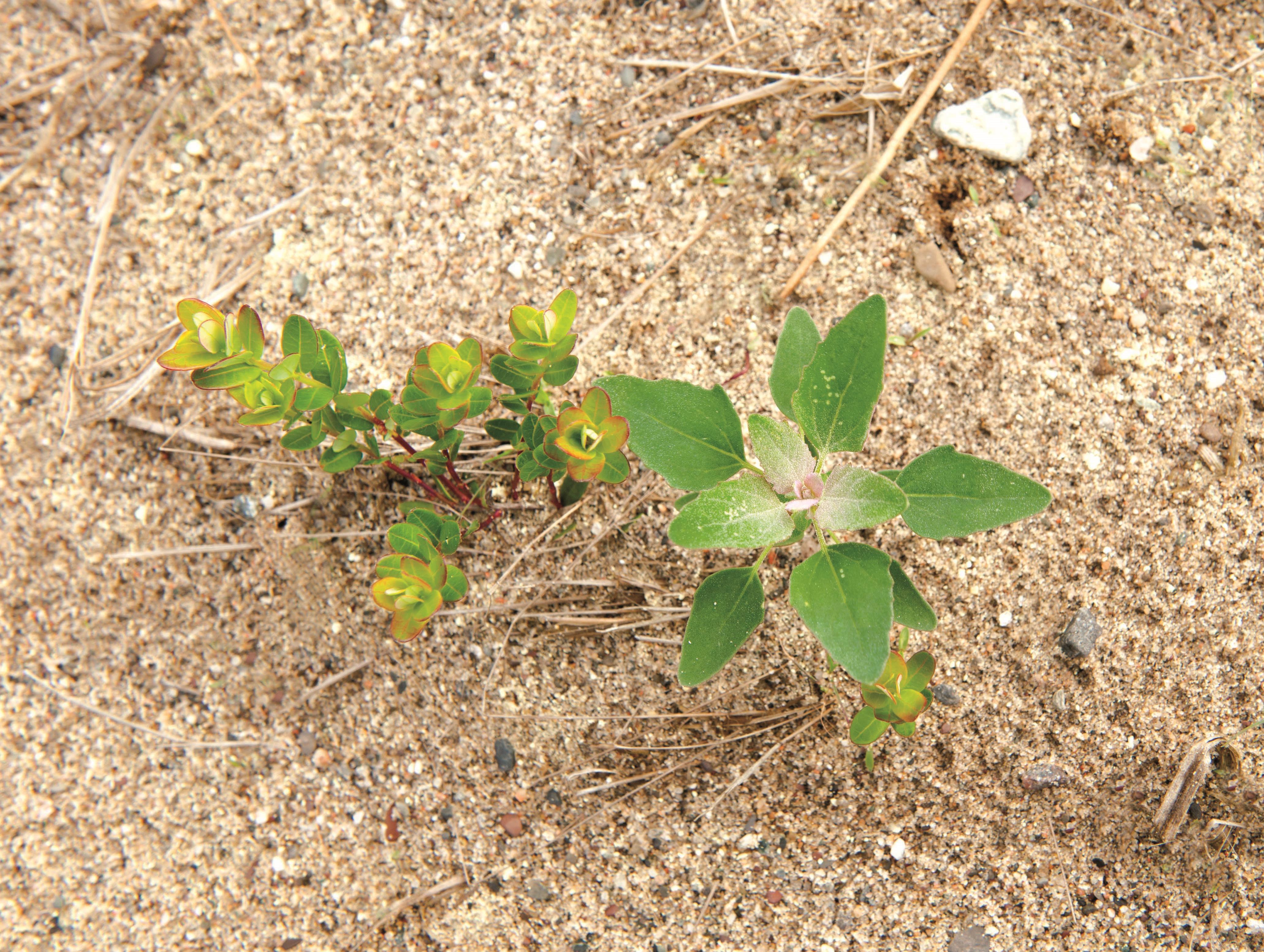 Chénopode blanc(Chenopodium album)_8