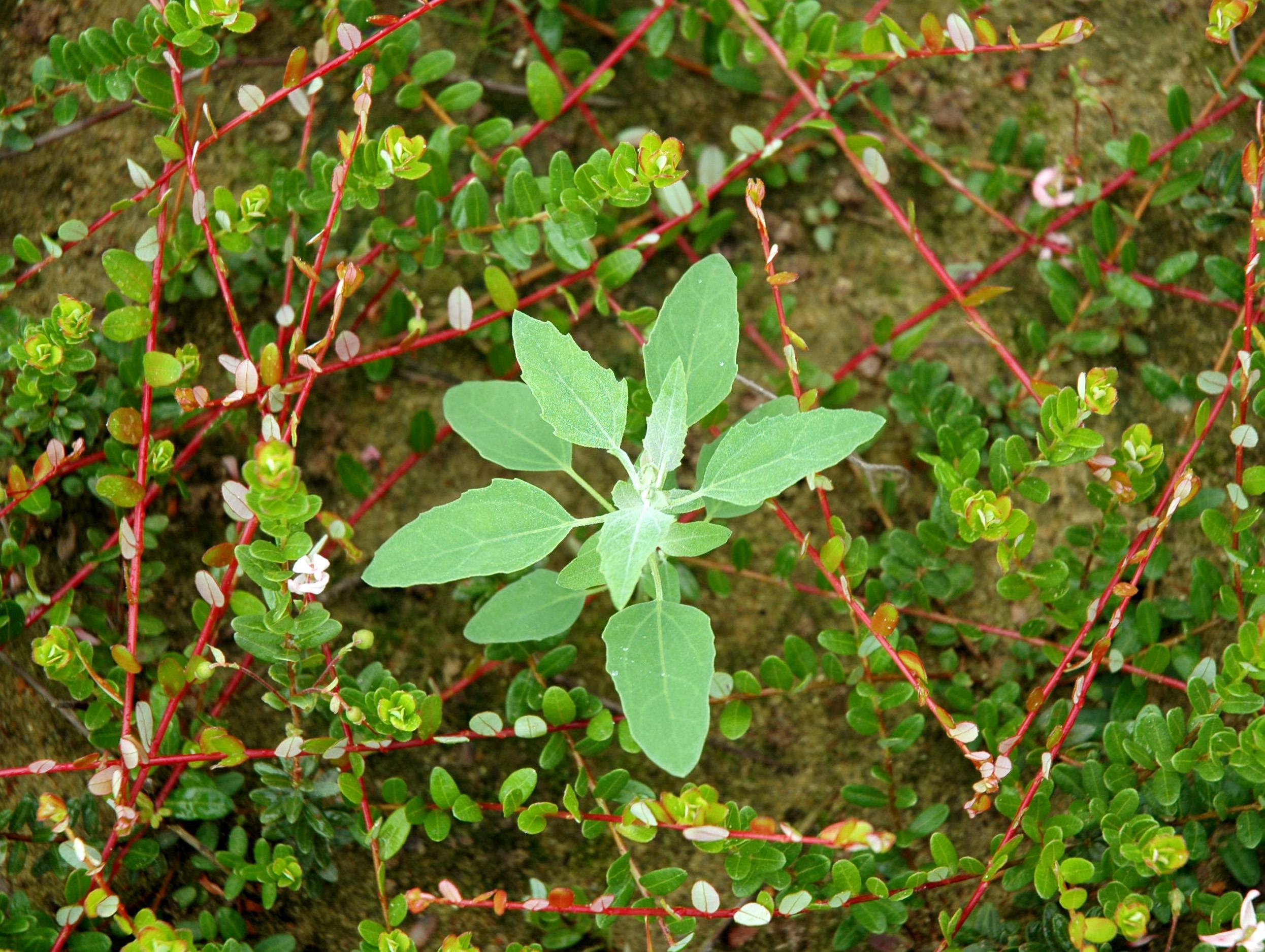 Chénopode blanc(Chenopodium album)_9