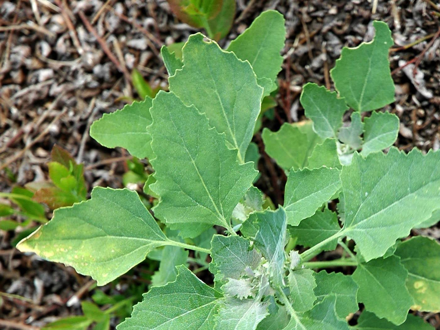 Chénopode blanc(Chenopodium album)_10