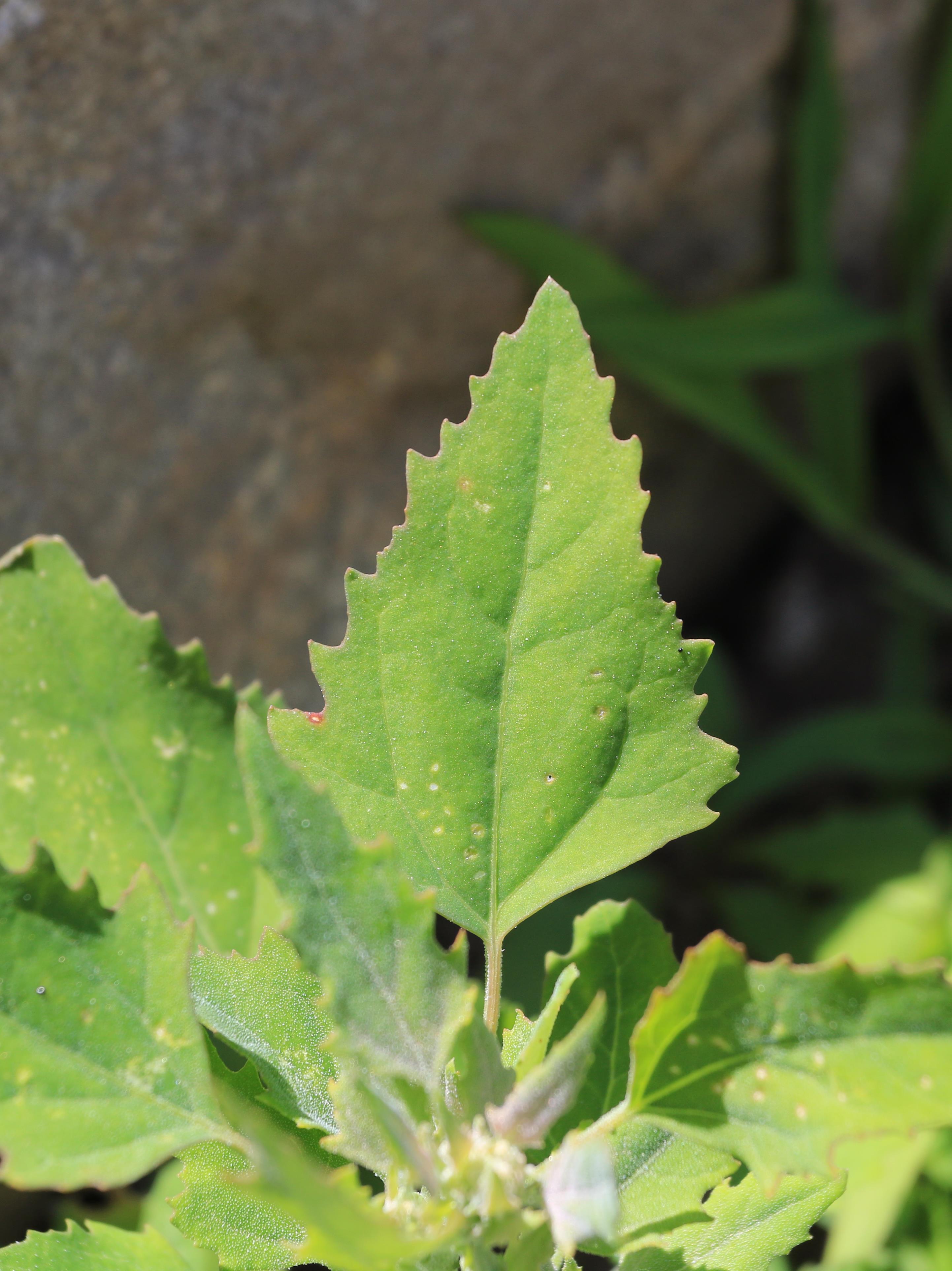 Chénopode blanc(Chenopodium album)_23