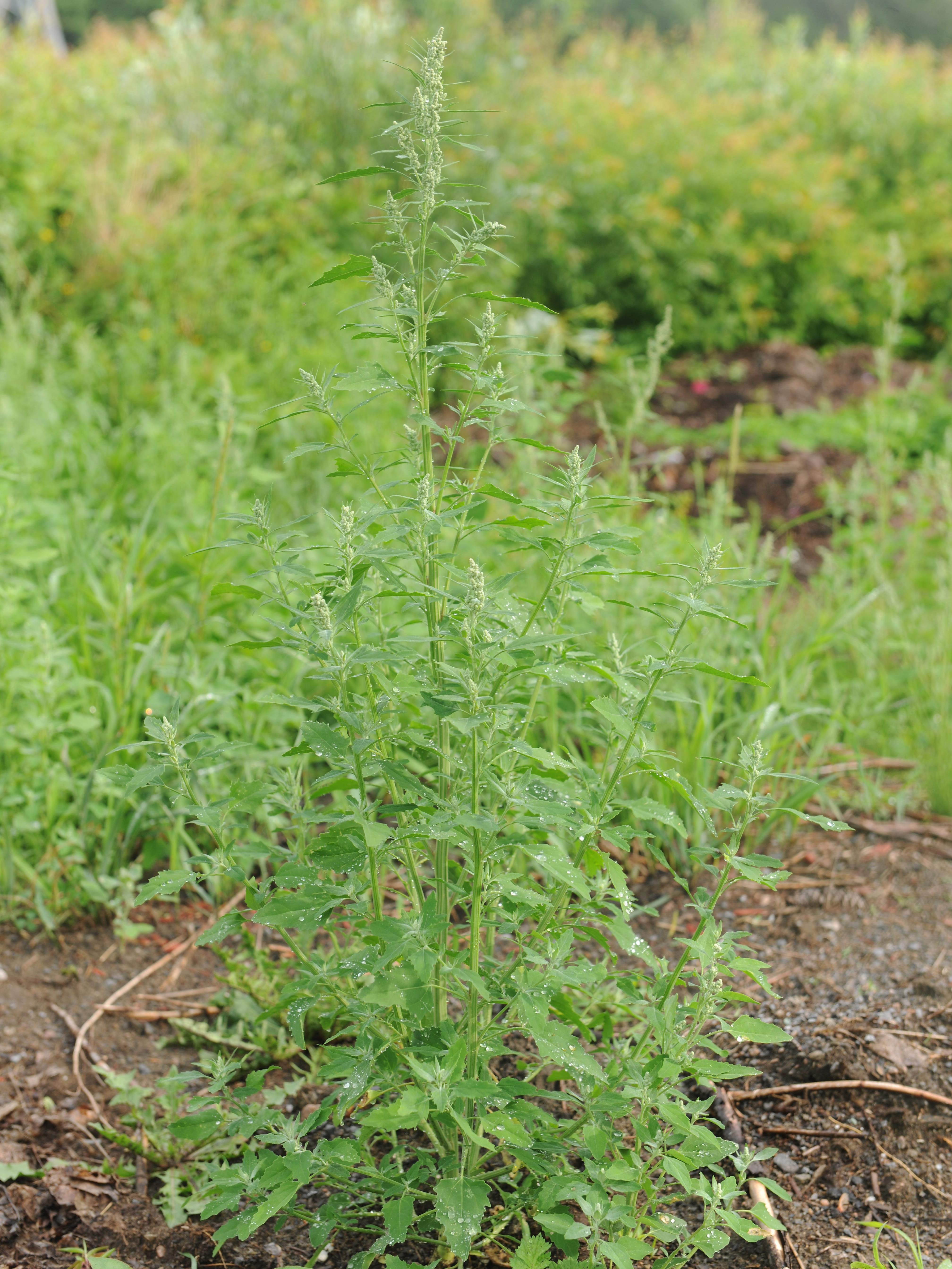 Chénopode blanc(Chenopodium album)_24