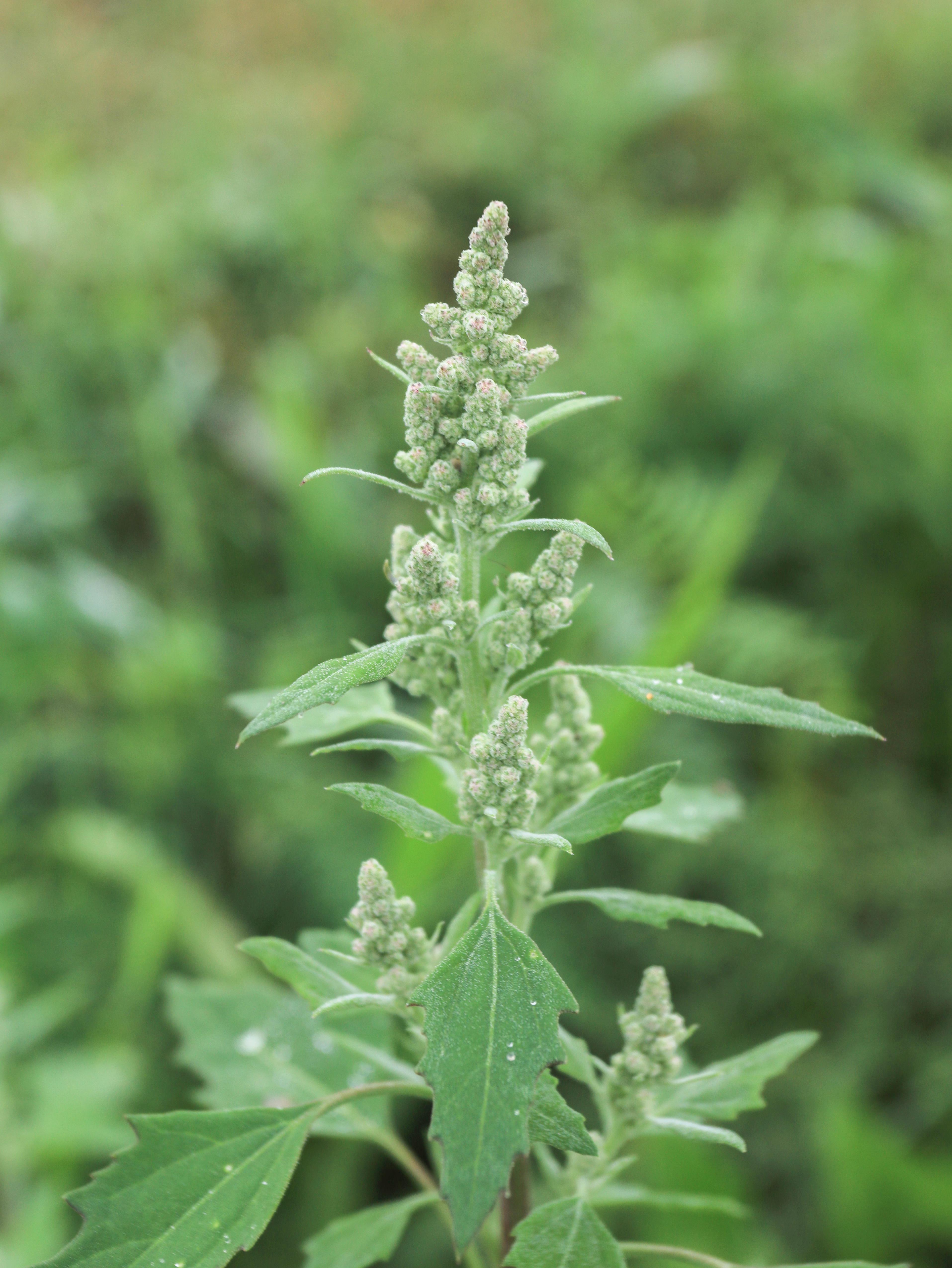 Chénopode blanc(Chenopodium album)_26