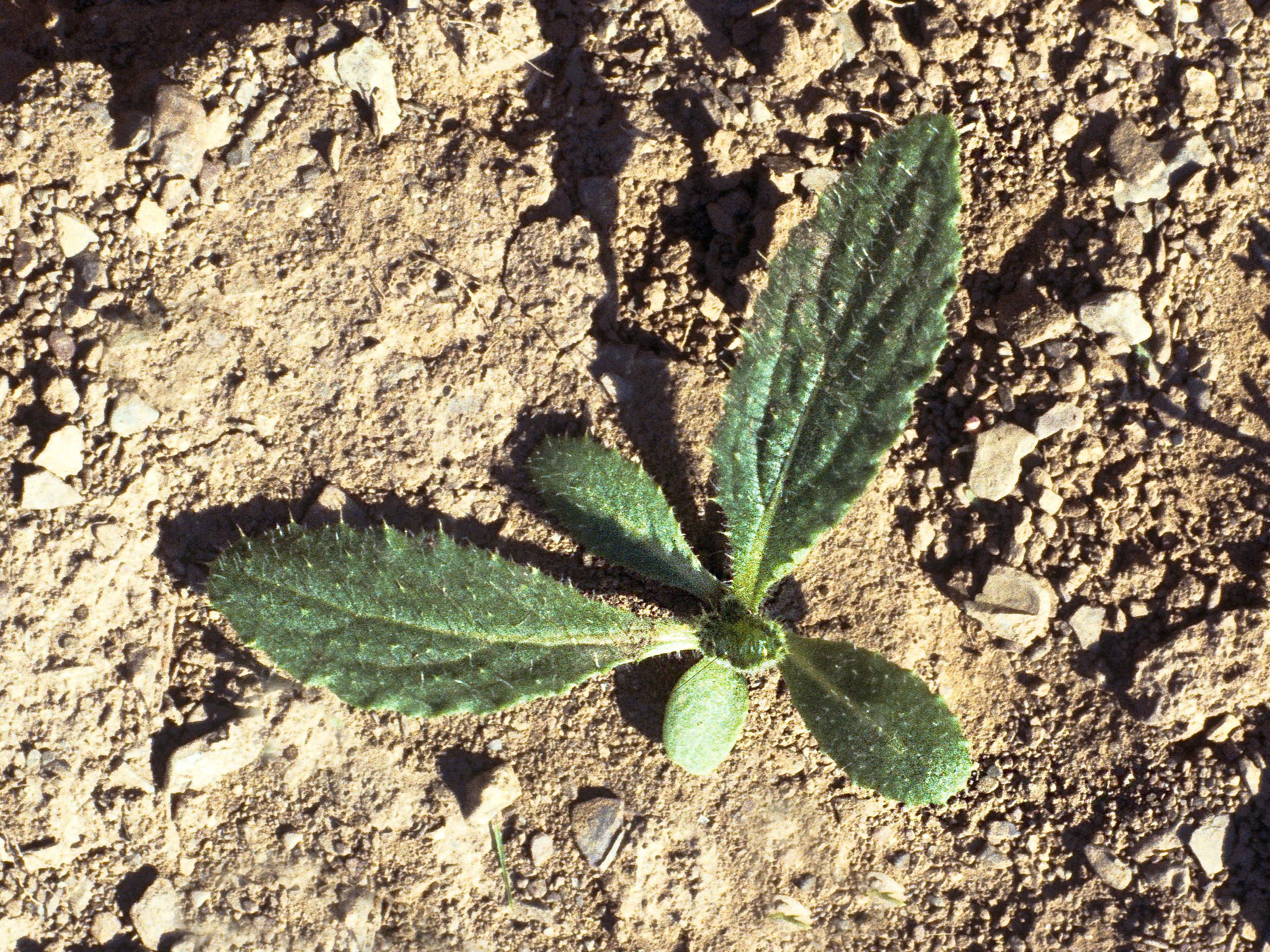 Chardon vulgaire(Cirsium vulgare)_2