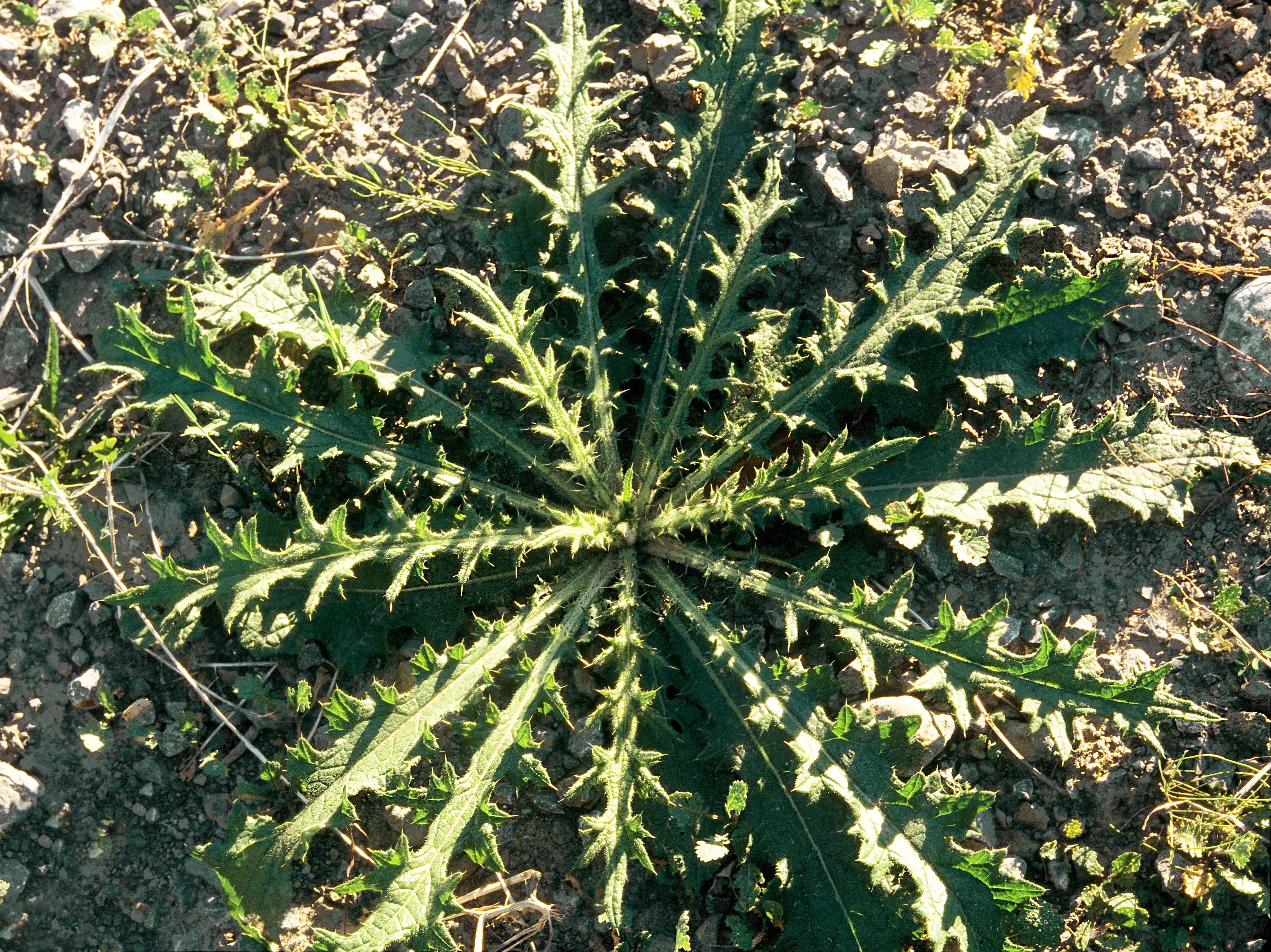 Chardon vulgaire(Cirsium vulgare)_4