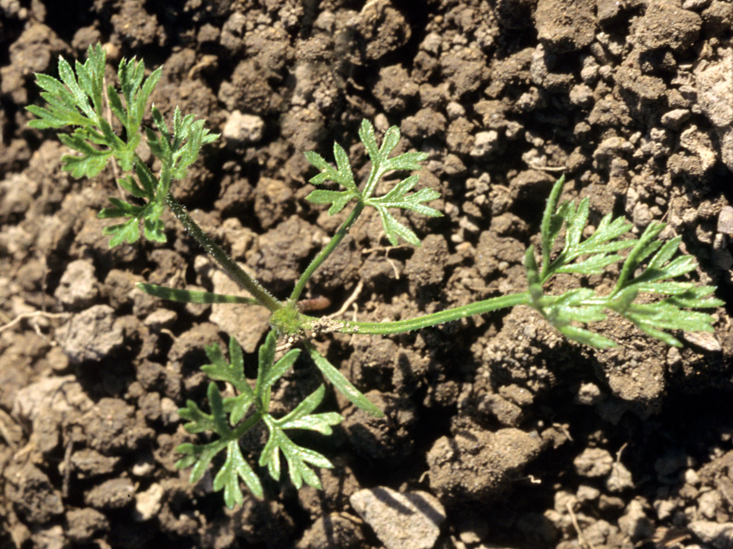 Carotte sauvage(Daucus carota)_2