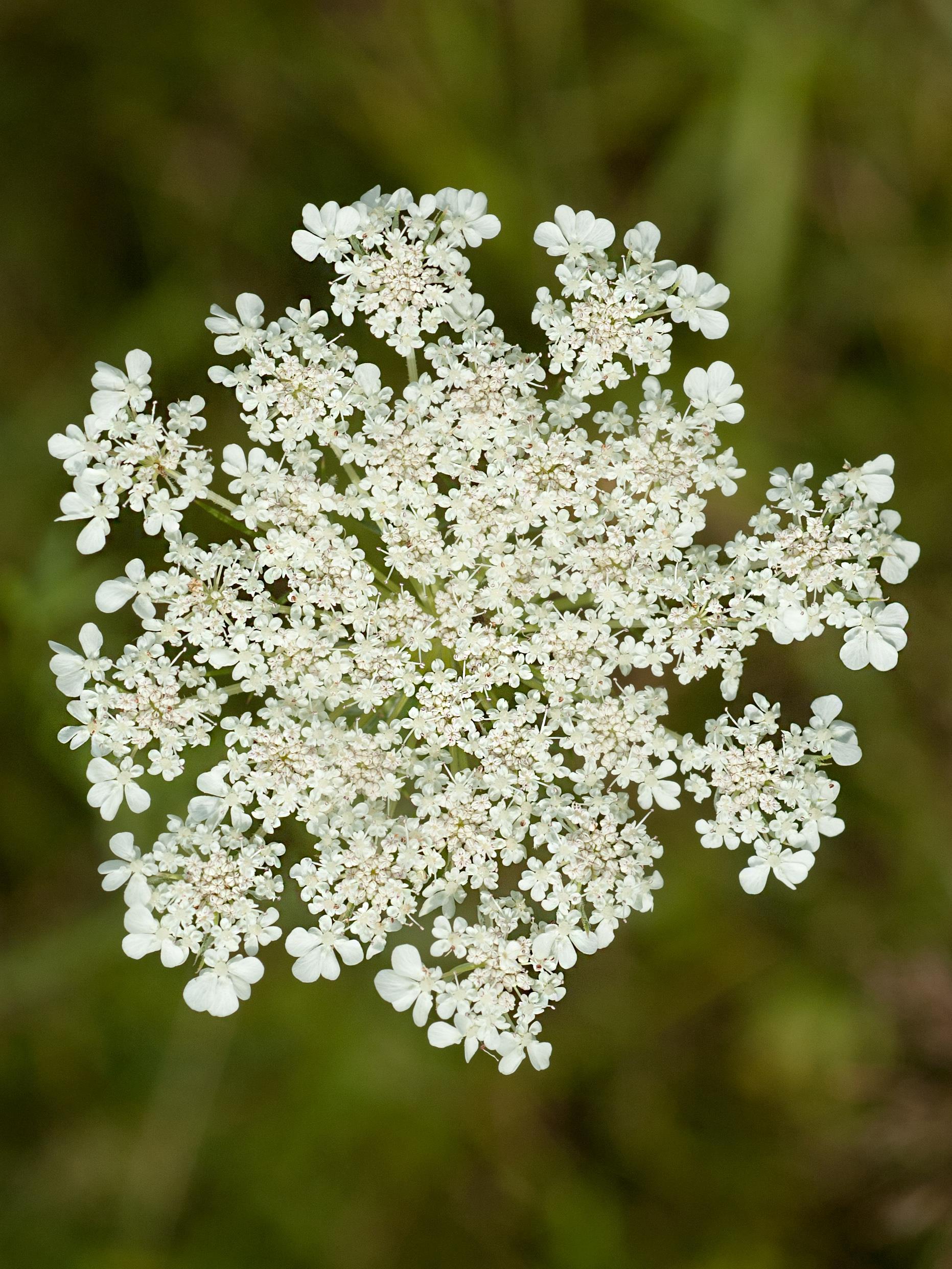 Carotte sauvage(Daucus carota)_9