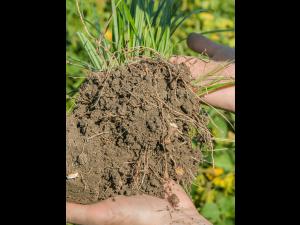 Souchet comestible(Cyperus esculentus)_6