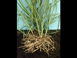 Souchet comestible(Cyperus esculentus)_7