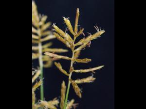 Souchet comestible(Cyperus esculentus)_10