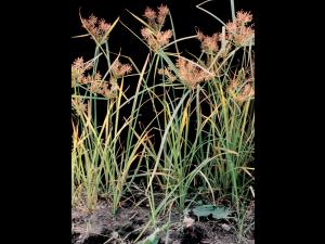 Souchet comestible(Cyperus esculentus)_18