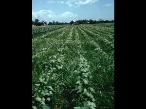 Souchet comestible(Cyperus esculentus)_22