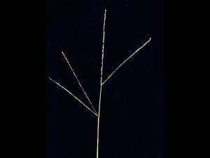 Digitaire astringente(Digitaria ischaemum)_5
