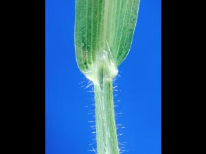 Digitaire sanguine(Digitaria sanguinalis)_5