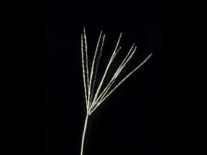 Digitaire sanguine(Digitaria sanguinalis)_11