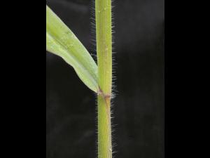 Digitaire sanguine(Digitaria sanguinalis)_13