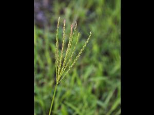 Digitaire sanguine(Digitaria sanguinalis)_26