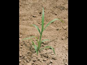 Pied-de-coq(Echinochloa crus-galli)_2