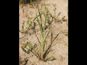 Pied-de-coq(Echinochloa crus-galli)_8