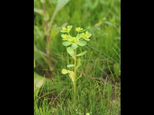 Euphorbe réveille-matin (Euphorbia helioscopia)_20