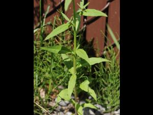 Vélar fausse-giroflée(Erysimum cheiranthoides)_15
