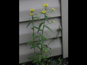 Vélar fausse-giroflée(Erysimum cheiranthoides)_17