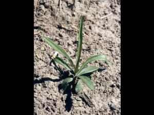 Verge d'or à feuilles de graminée(Euthamia graminifolia)_2