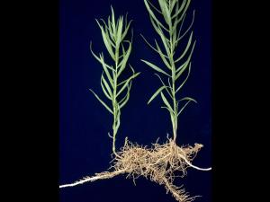 Verge d'or à feuilles de graminée(Euthamia graminifolia)_3