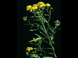 Verge d'or à feuilles de graminée(Euthamia graminifolia)_4
