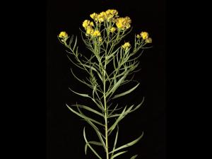 Verge d'or à feuilles de graminée(Euthamia graminifolia)_11