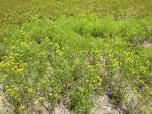 Verge d'or à feuilles de graminée(Euthamia graminifolia)_16