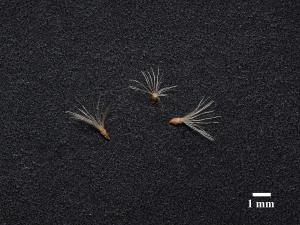 Verge d'or à feuilles de graminée(Euthamia graminifolia)_18