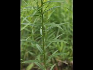 Verge d'or à feuilles de graminée(Euthamia graminifolia)_22