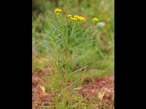 Verge d'or à feuilles de graminée(Euthamia graminifolia)_23