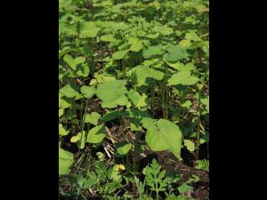 Sarrasin commun (Fagopyrum esculentum)_9