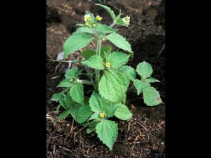 Galinsoga cilié (Galinsoga quadriradiata)_5