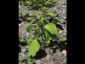 Galinsoga cilié (Galinsoga quadriradiata)_13