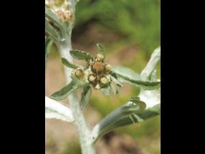 Gnaphale des vases (Gnaphalium uliginosum)_11