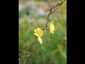 Laitue scariole (Lactuca serriola)_7