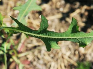 Laitue scariole (Lactuca serriola)_9