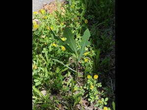 Laitue scariole (Lactuca serriola)_13