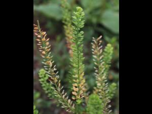 Lépidie densiflore (Lepidium densiflorum)_14
