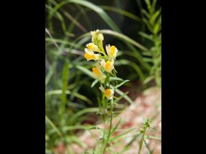 Linaire vulgaire (Linaria vulgaris)_6